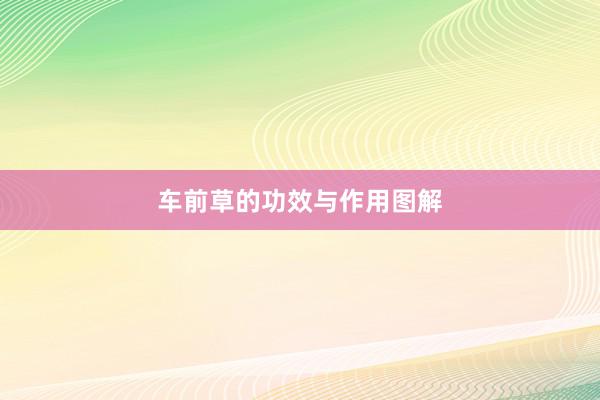 车前草的功效与作用图解